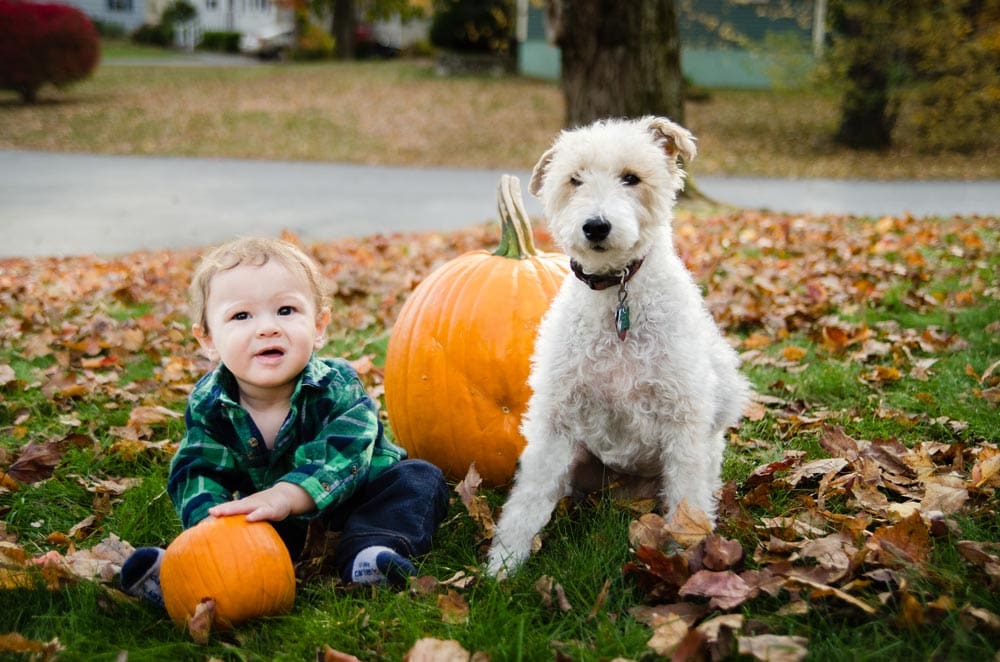 baby boy with white dog next to pumpkins