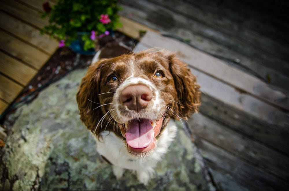 Mollie | Pet Photographer Lowell