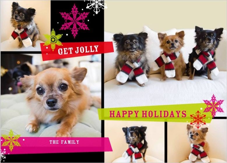 dogs with Christmas scarves