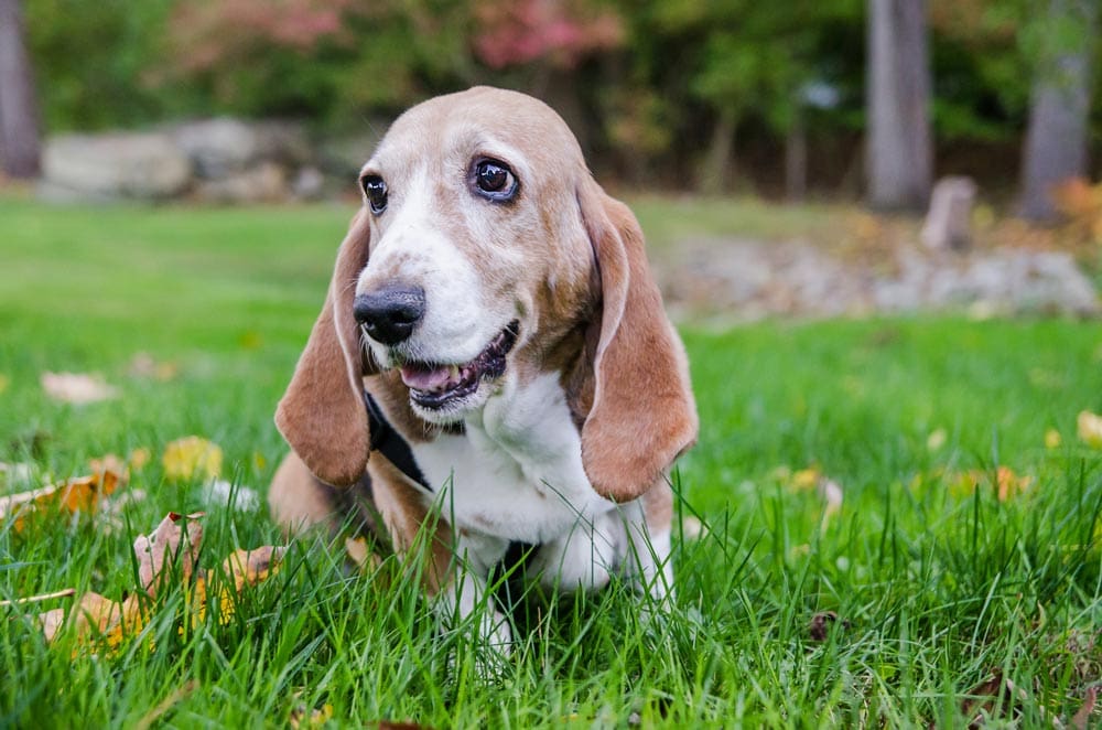 cute dog sitting on the grass