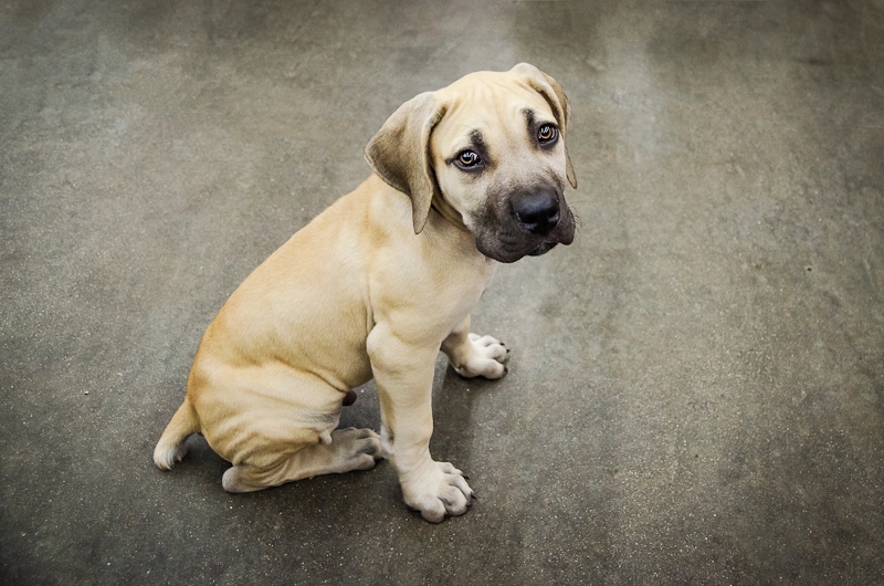 puppy seating on the floor at pet expo