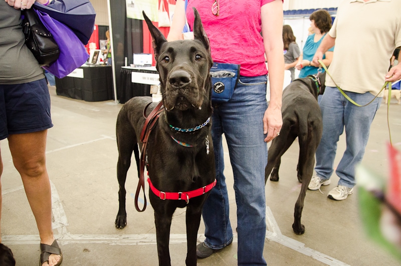 dog with owner at pet  expo Wilmington MA
