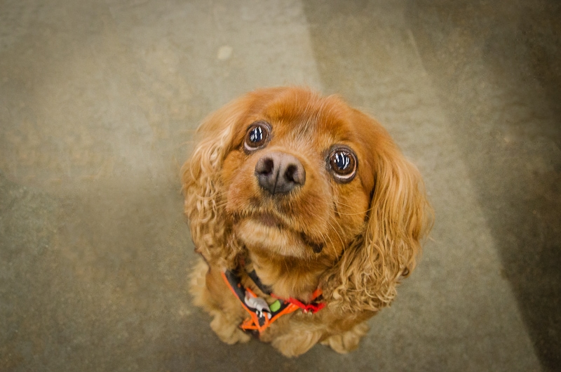 dog with owner at pet  expo Wilmington MA