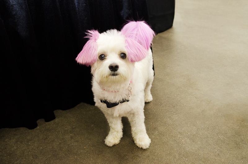 dog with owner at pet  expo Wilmington MA