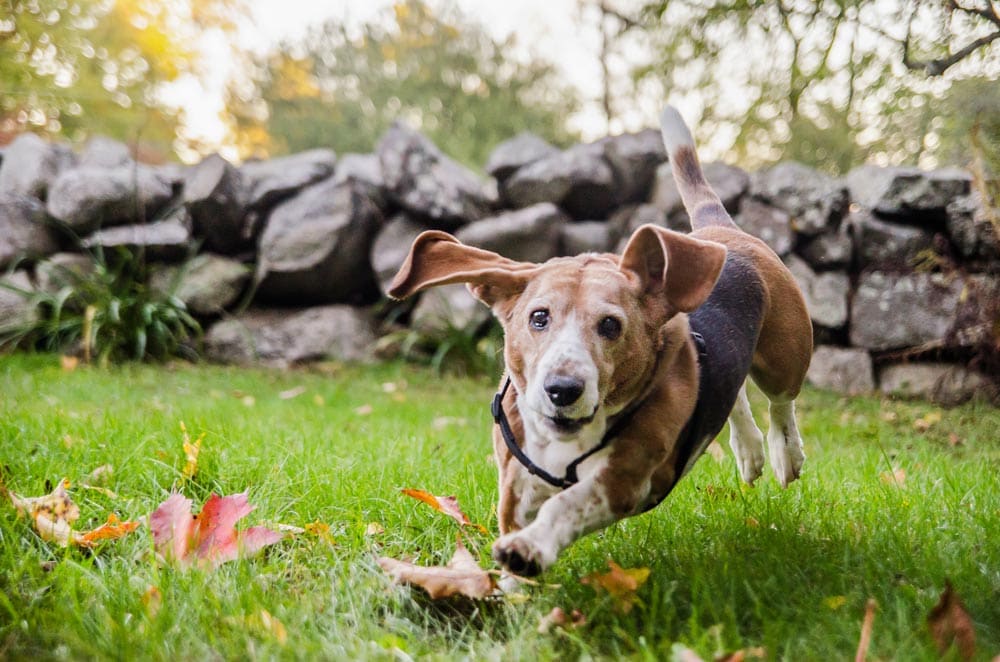 cute dog with large ears running in the grass