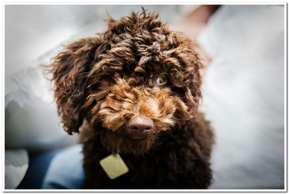 Franky | Nashua Pet Photographer