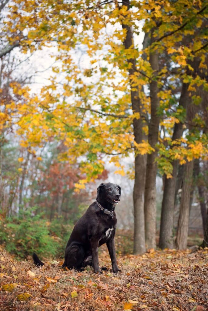 fall black lab portrait