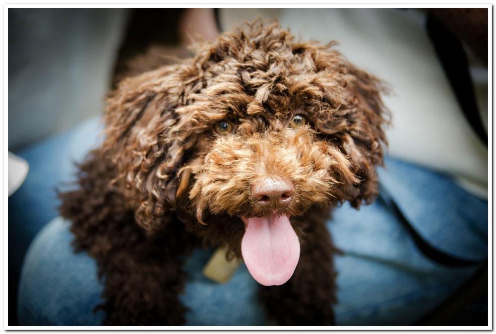 brown dog with tongue out