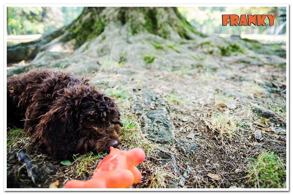 brown dog with orange toy
