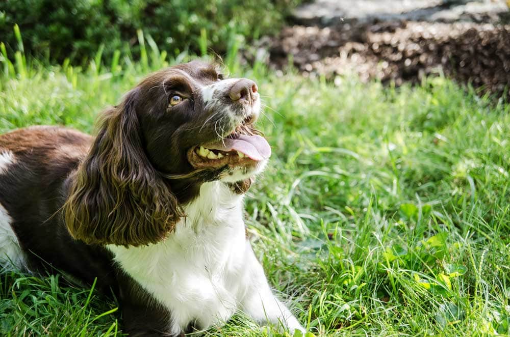dog sitting on grass