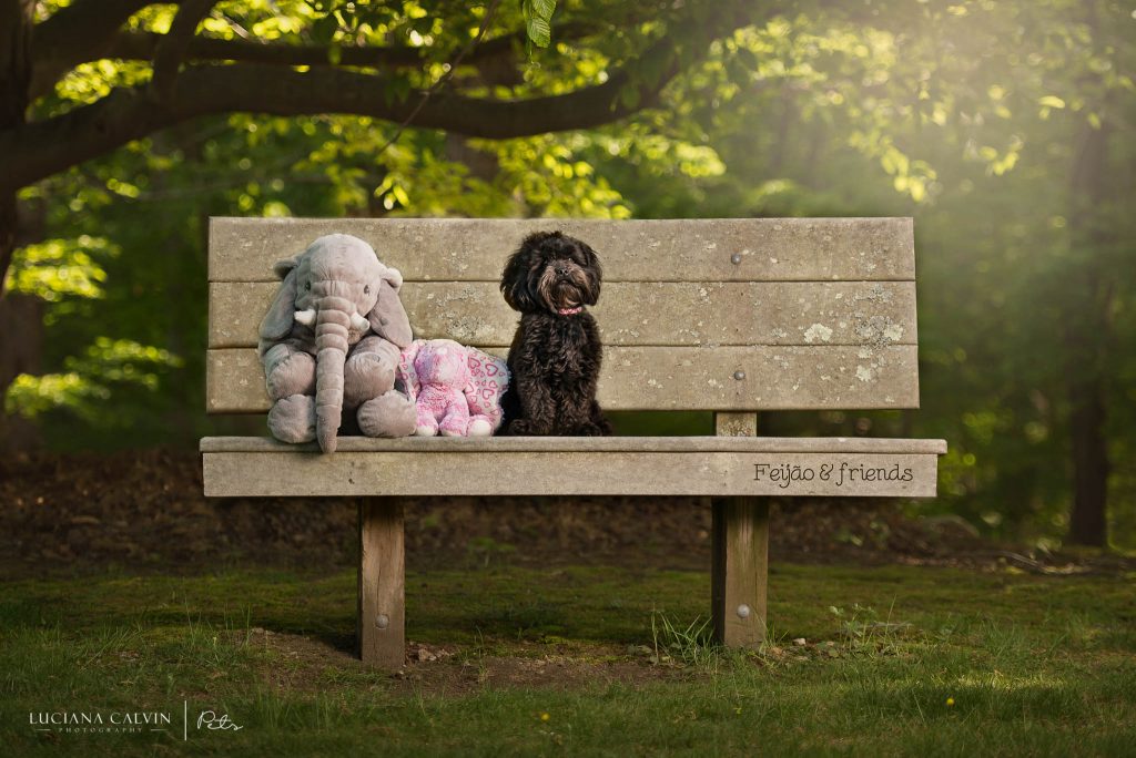 Chelmsford Pet Photographer