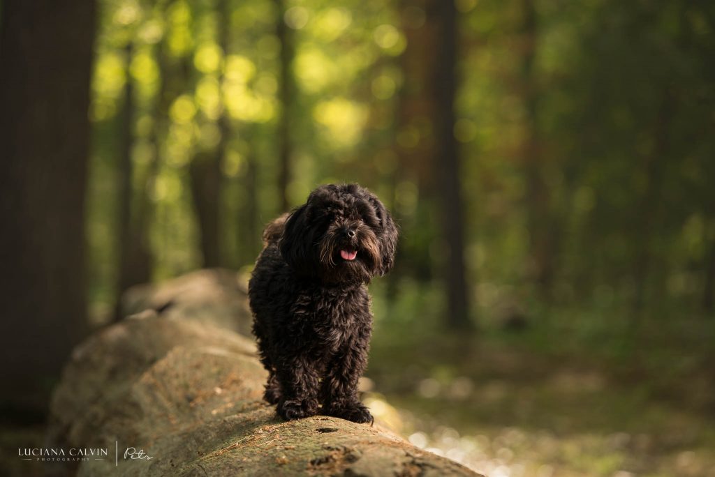 Chelmsford Pet Photographer