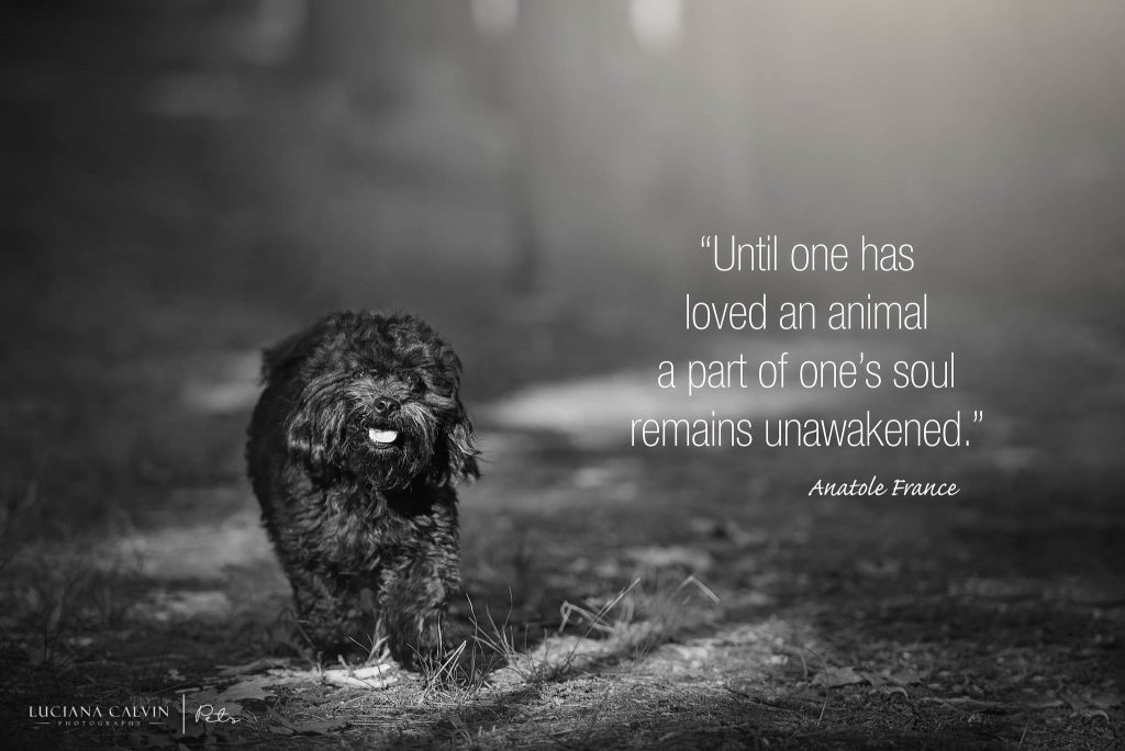 Chelmsford Pet Photographer