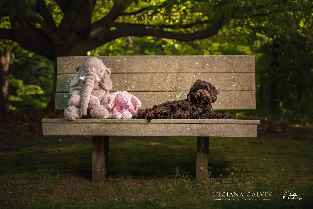 Chelmsford Pet Photographer