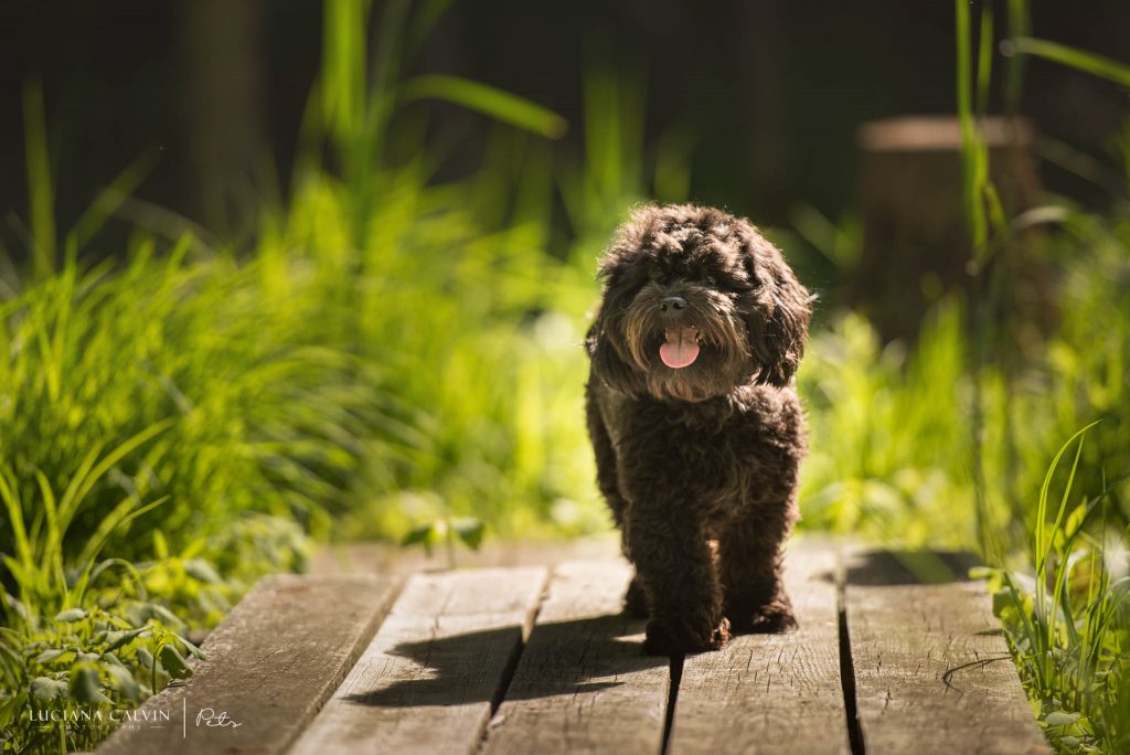 Chelmsford Pet Photographer