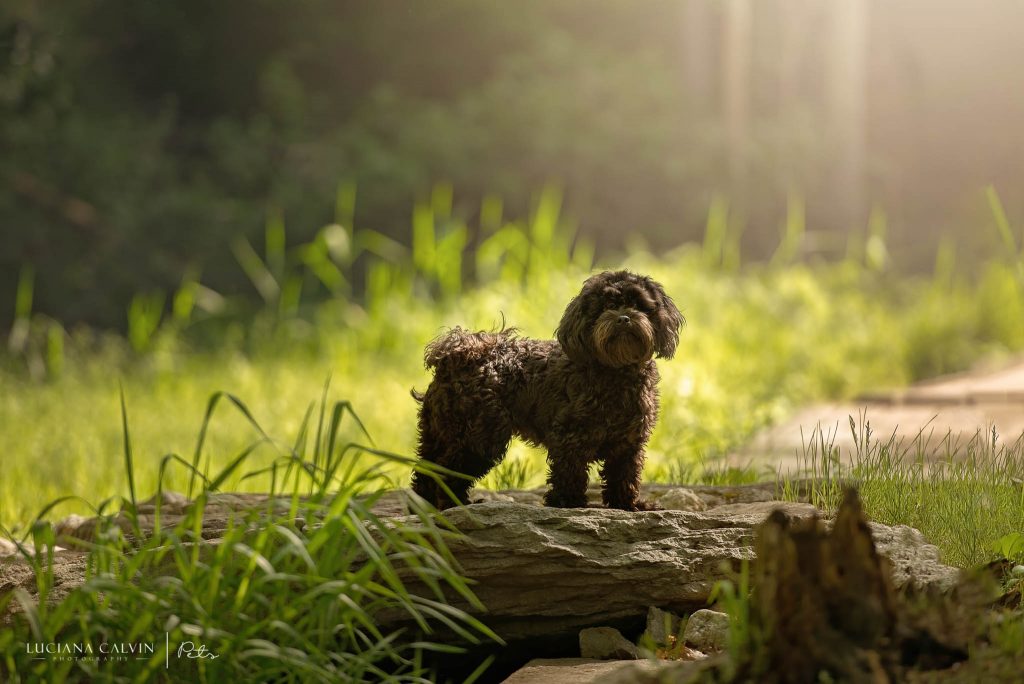 Chelmsford Pet Photographer