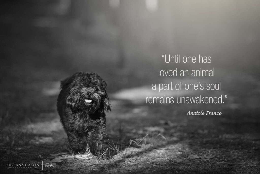 Chelmsford Pet Photographer