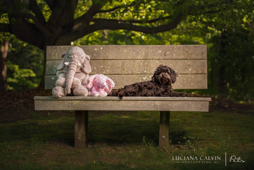 Chelmsford Pet Photographer