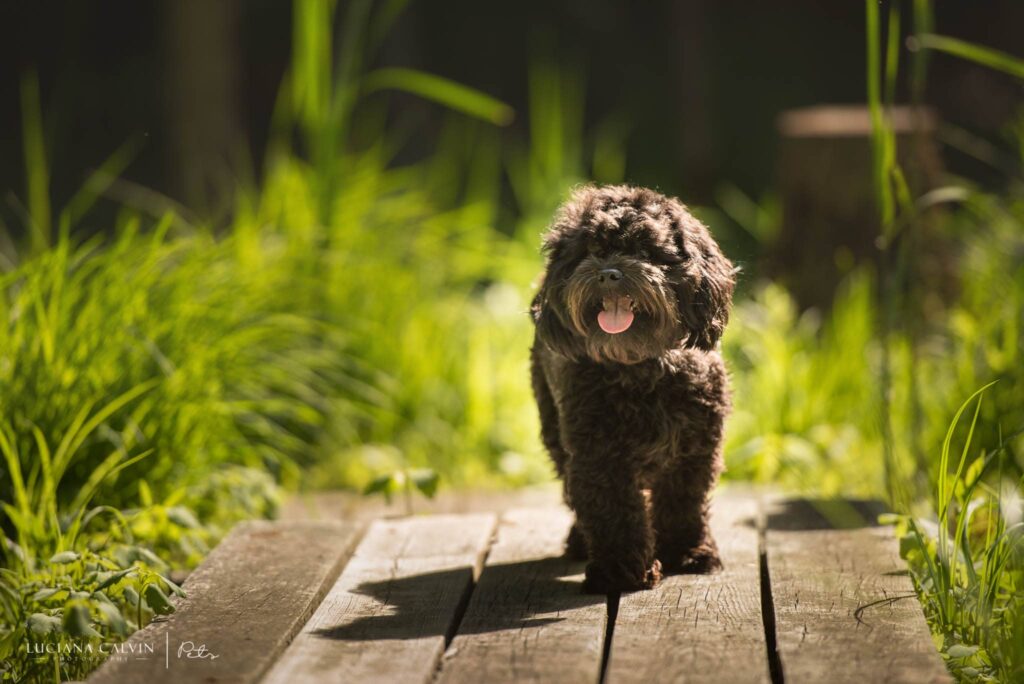 Chelmsford Pet Photographer