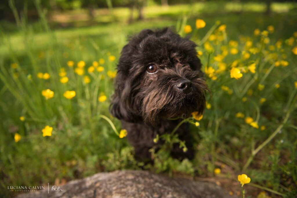 Chelmsford Pet Photographer
