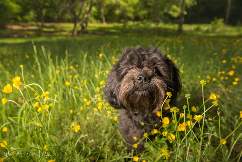 Chelmsford Pet Photographer