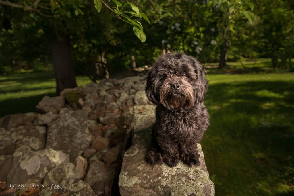 Chelmsford Pet Photographer