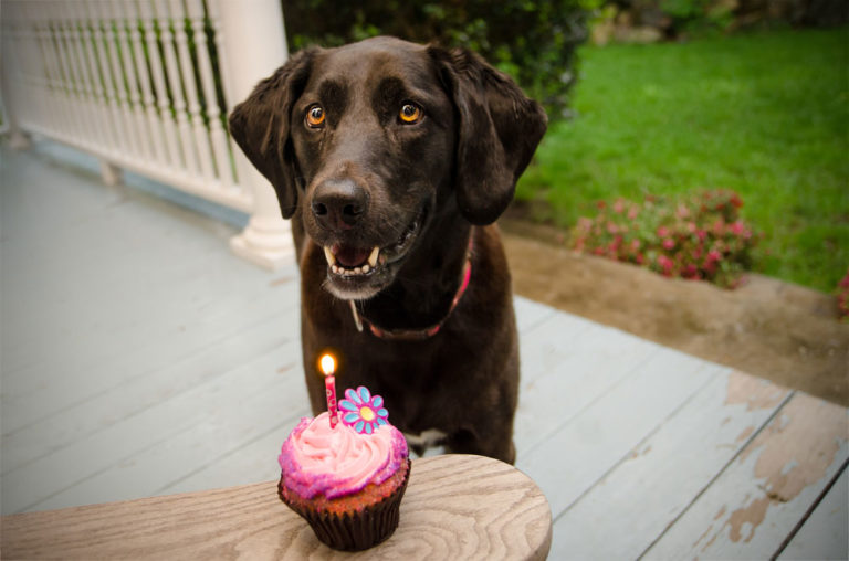 Black lab birthday cupcake