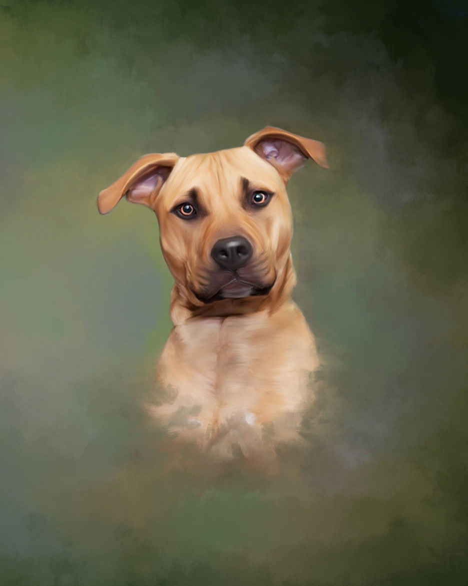 Studio dog portrait Chelmsford Massachusetts — Luciana Calvin Photography