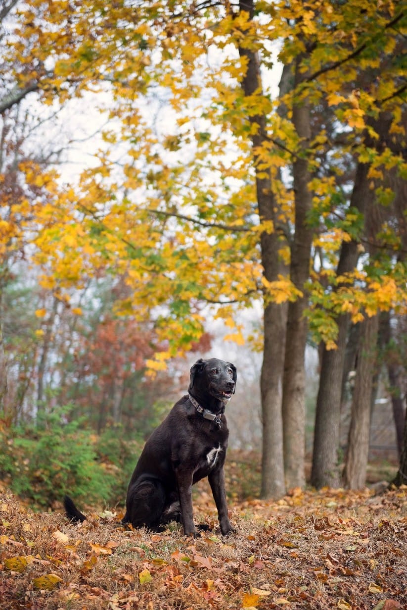 Outdoor dog portrait Massachusetts — Luciana Calvin Photography