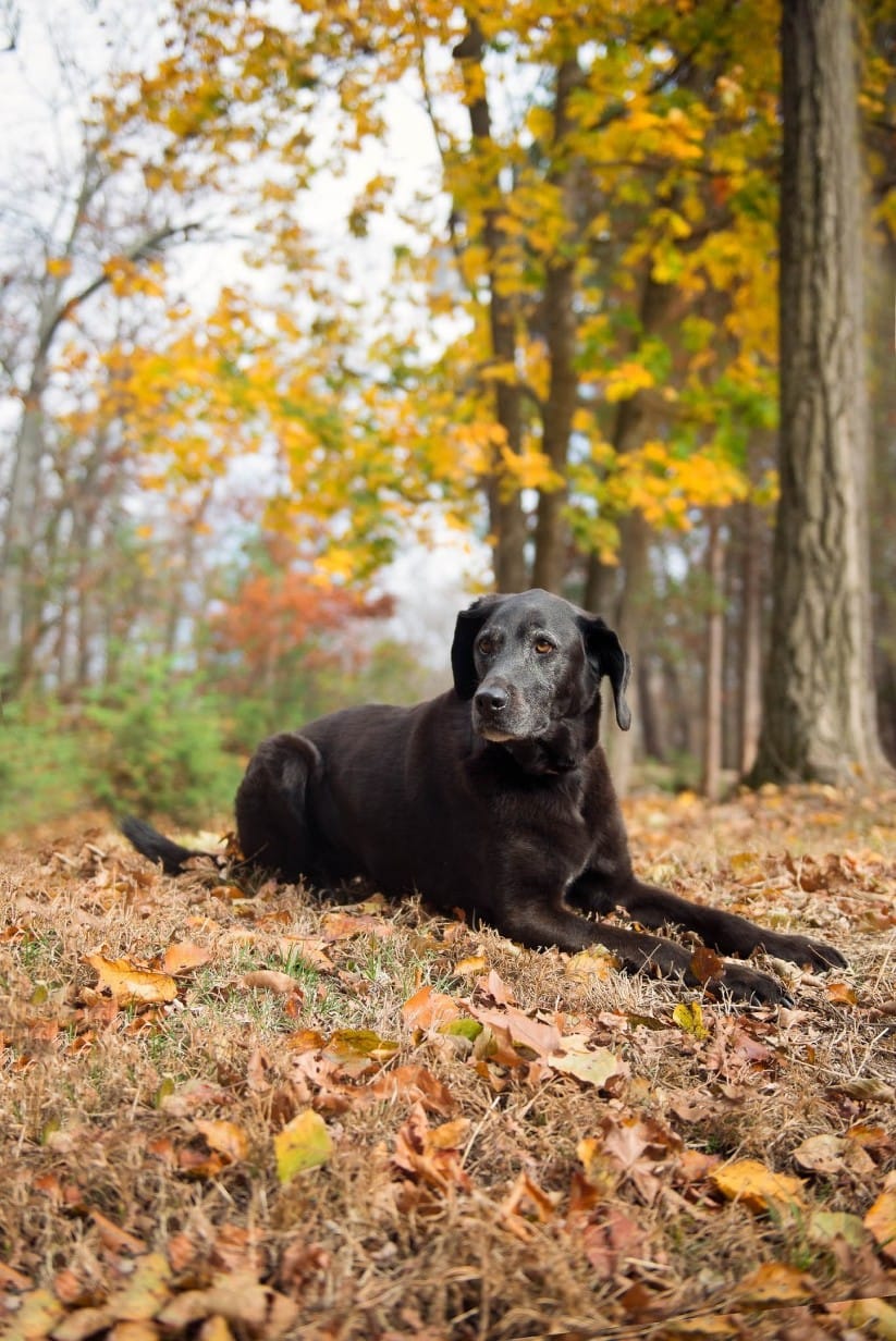 Dog portrait session Massachusetts — Luciana Calvin Photography