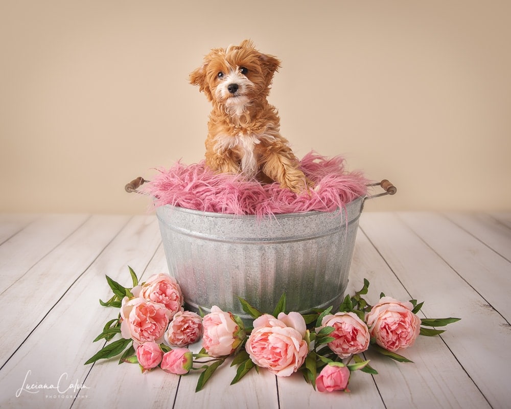 Pet portrait photographer Chelmsford Massachusetts — Luciana Calvin Photography
