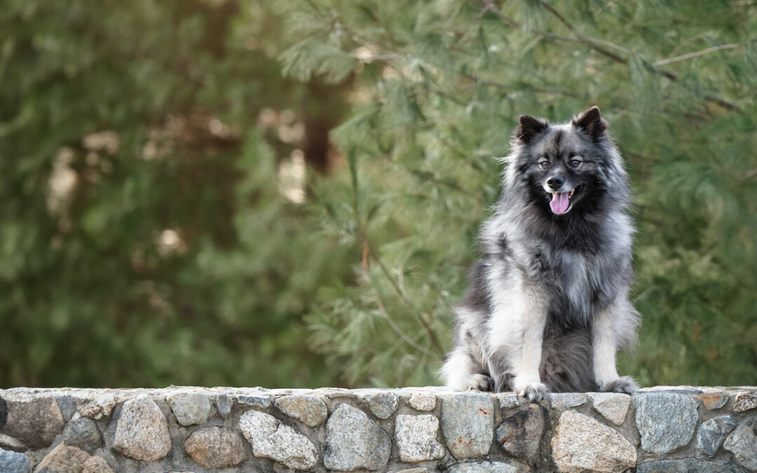 Pet Portrait Photography