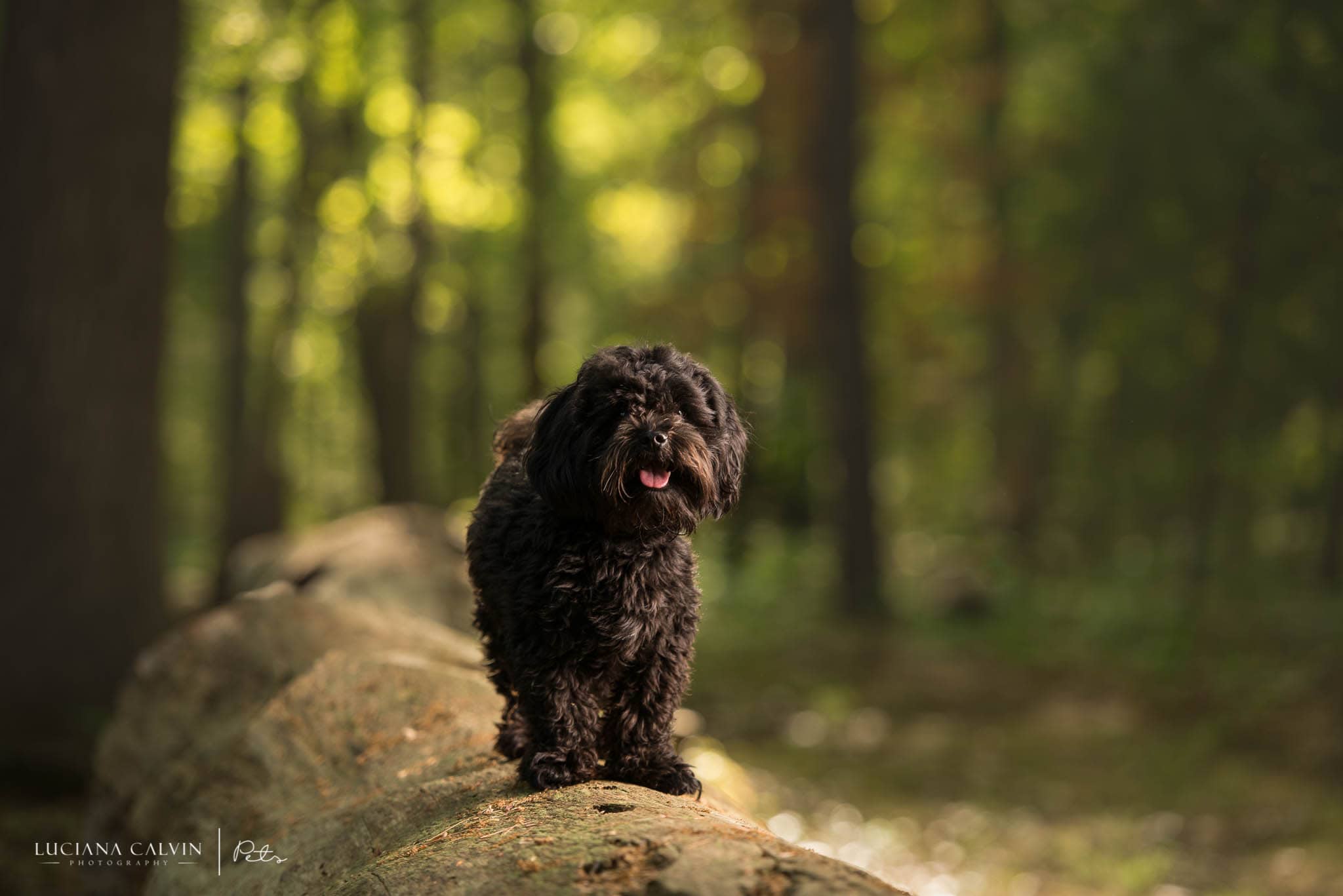 Brown dog in a park in chelmsford, ma
