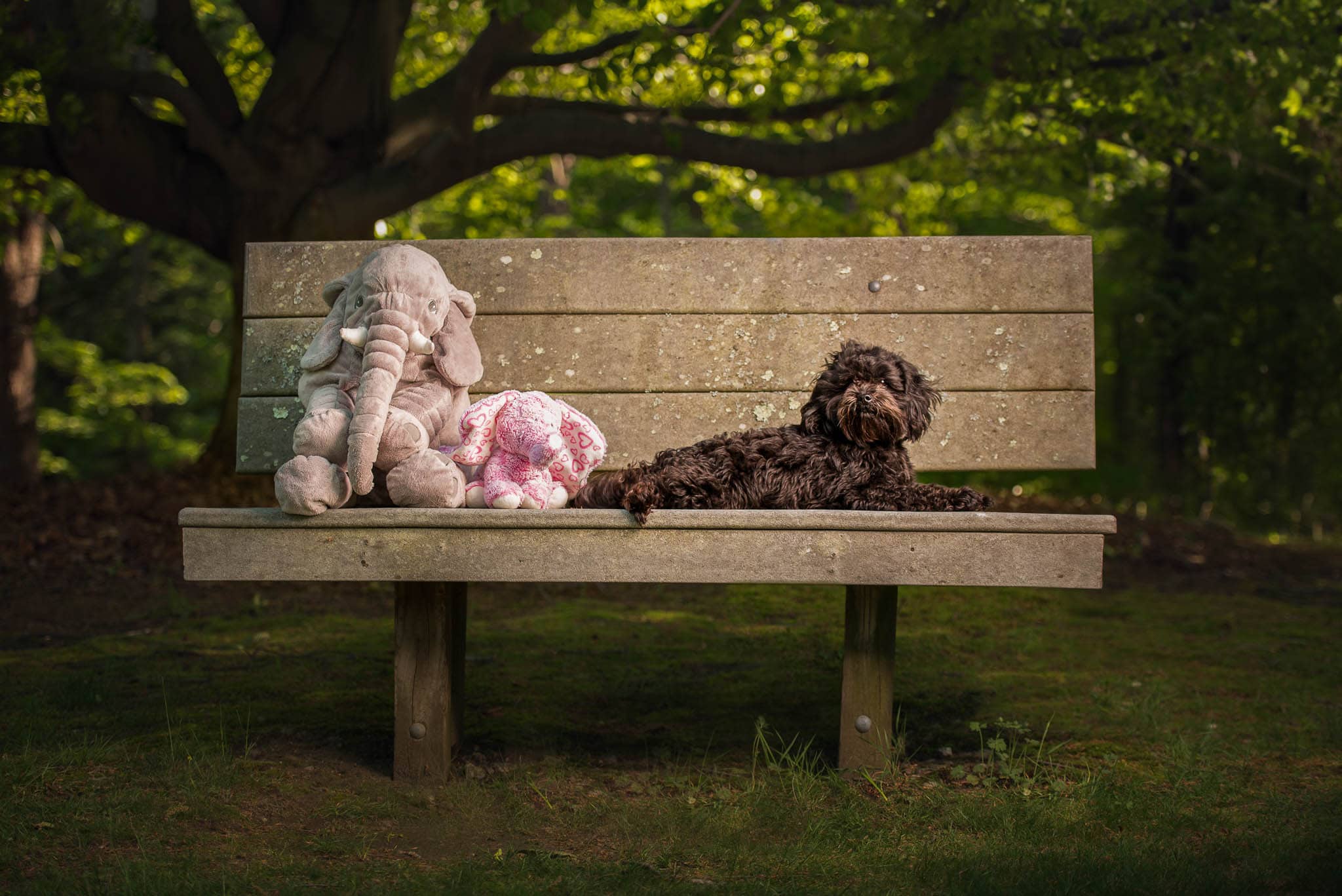 Chelmsford Pet Photographer, dog and friends