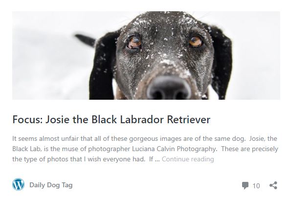 Daily Dog Tag Blog Feature | Chelmsford Pet Photographer