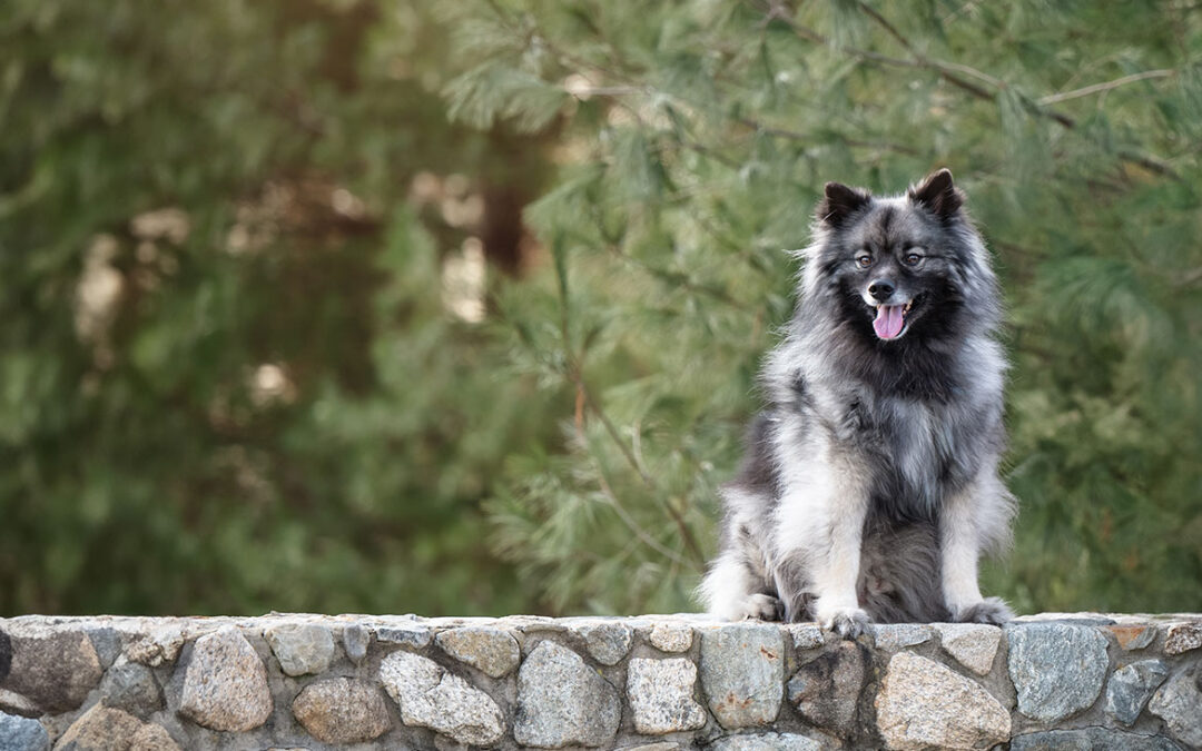 Pet Portrait Photography