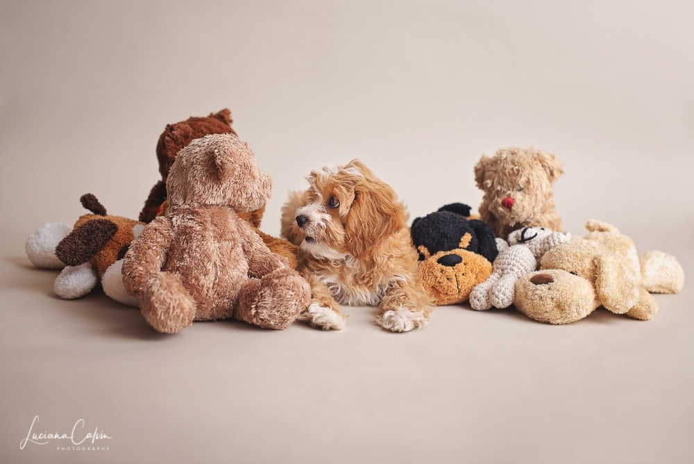 chelmsford-pet-photographer fine art