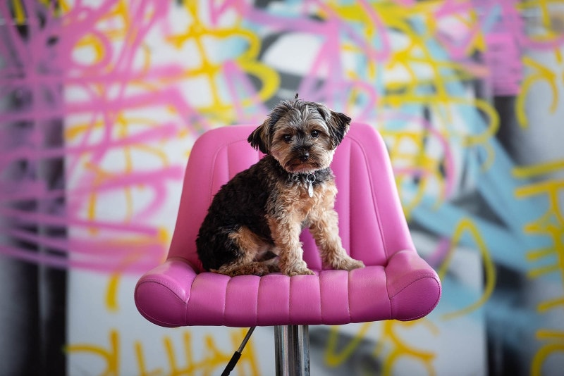 fine-art-dog-portrait-chelmsford-ma