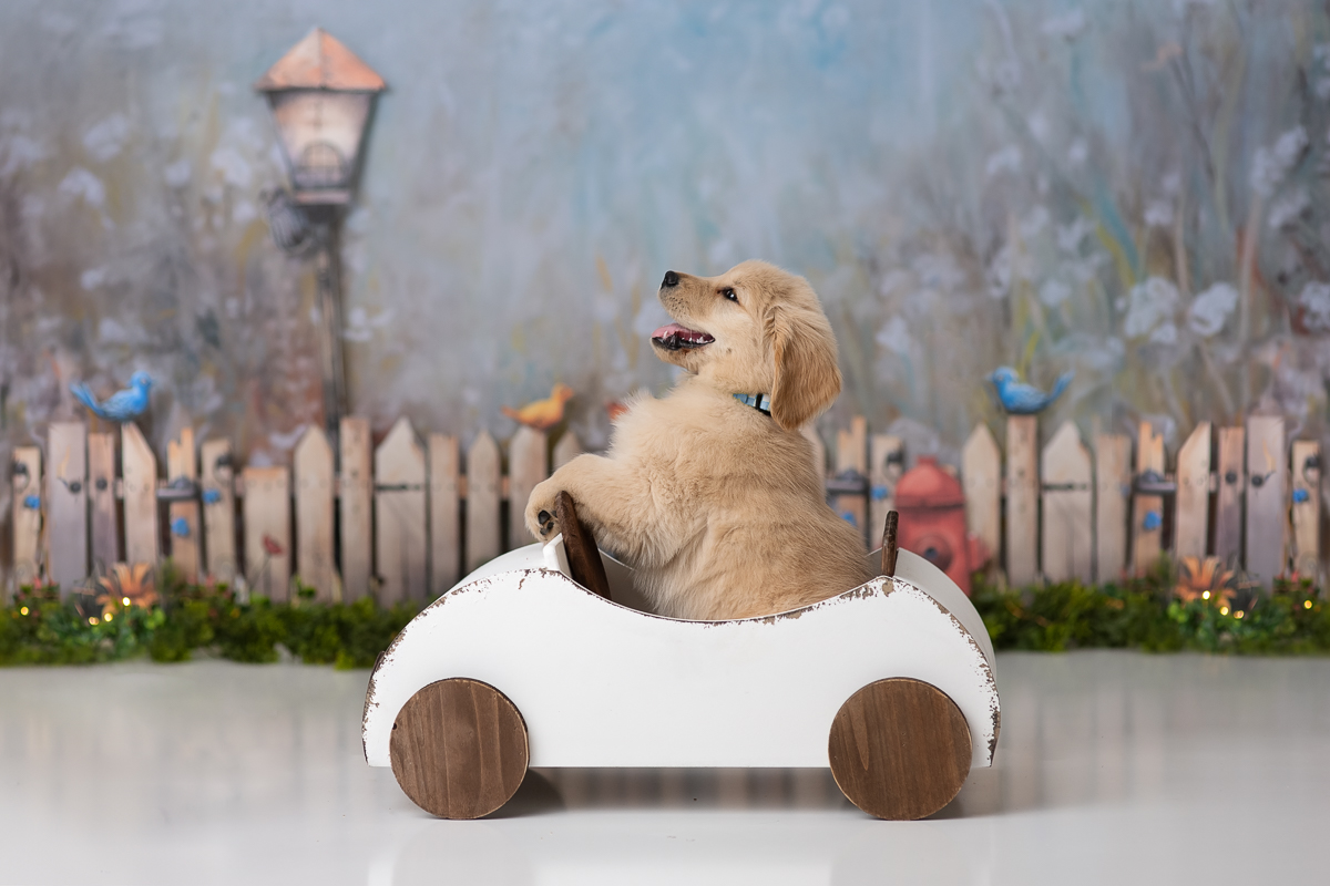 Outdoor pet portrait Concord Massachusetts — Luciana Calvin Photography