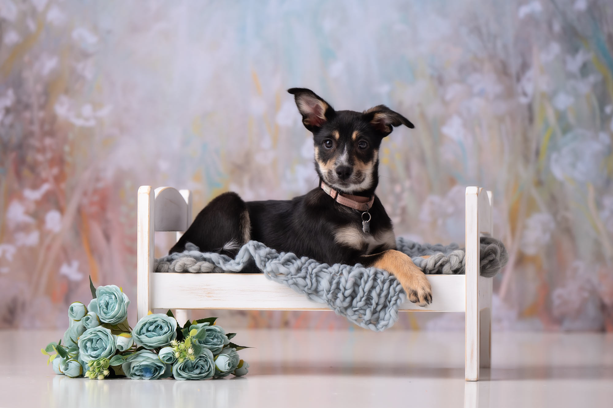 pet-portrait-session-lowell-ma-luciana-calvin