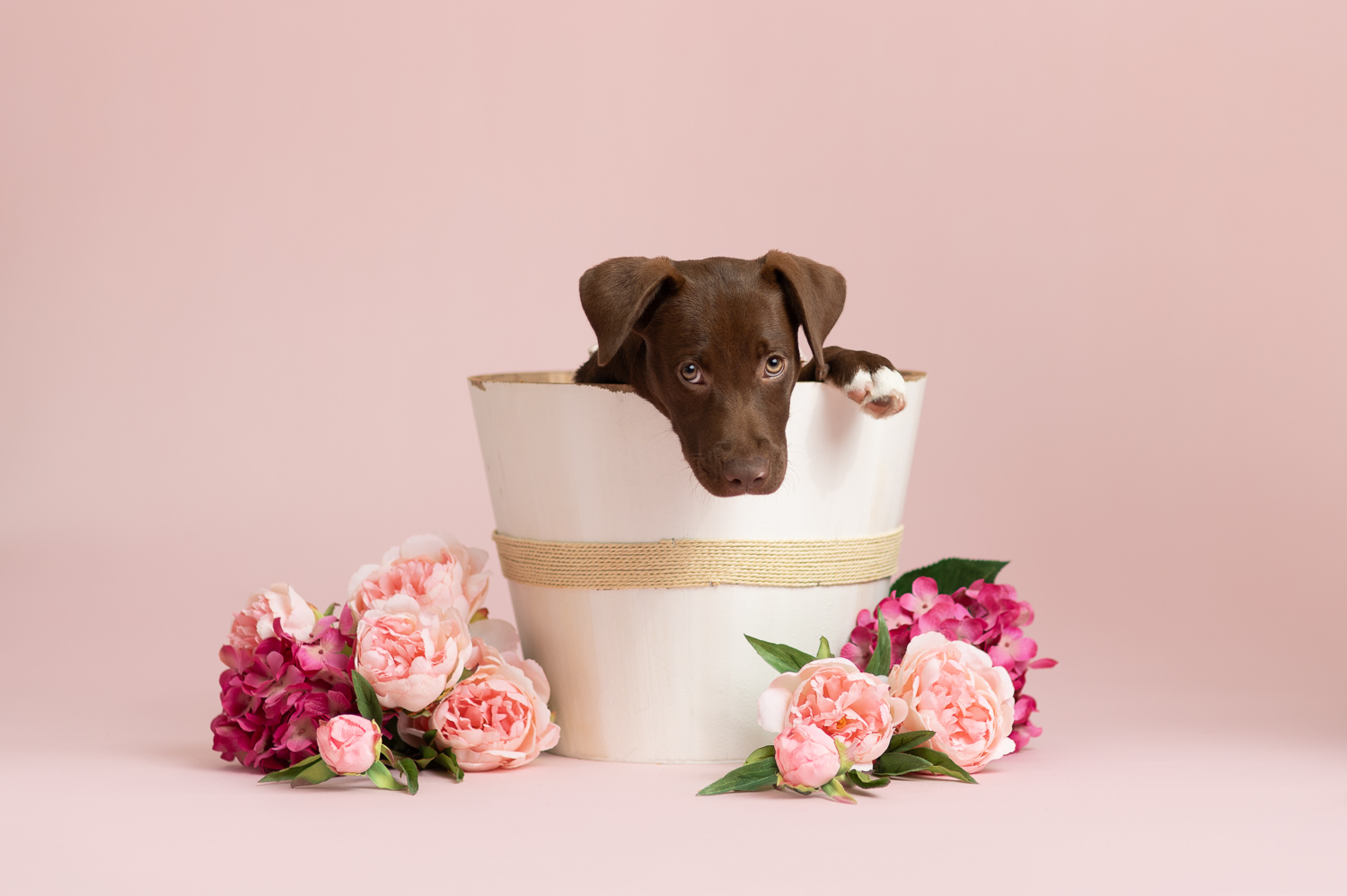 puppy-dog-portrait-chelmsford-ma-luciana-calvin