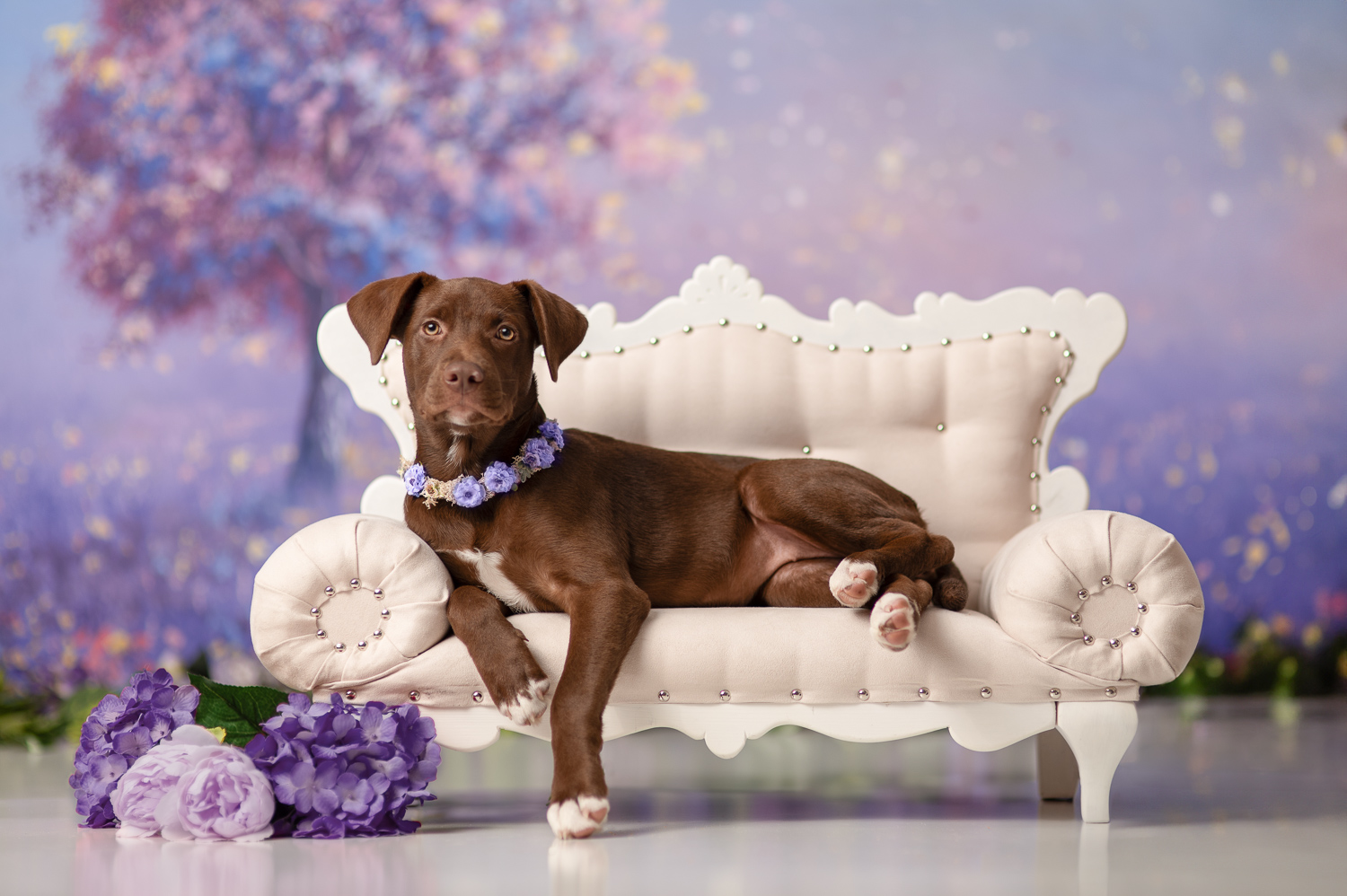 puppy-dog-portrait-westford-ma-luciana-calvin